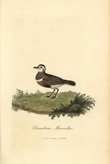 Charadrius Prints: Eurasian dotterel, Charadrius morinellus