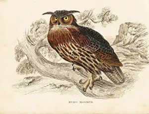 Maximus Prints: Eurasian eagle-owl, Bubo bubo