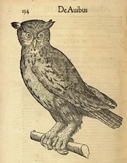 Eurasian eagle-owl, Bubo bubo