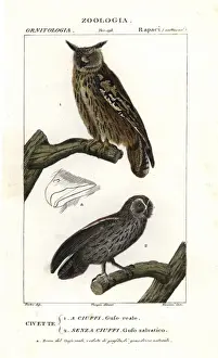 Eurasian eagle-owl, Bubo bubo, and tawny owl