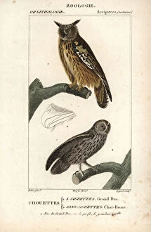 Eurasian eagle-owl, Bubo bubo, and tawny owl, Strix aluco