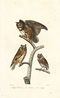 Pourrat Freres Prints: Eurasian eagle-owl, long-eared owl and scops owl