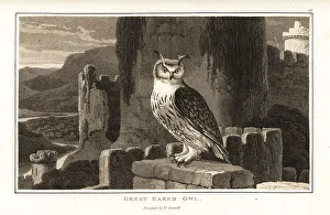 Perch Prints: Eurasian eagle-owl perched on top of a Gothic castle
