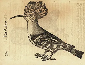 Eurasian hoopoe, Upupa epops