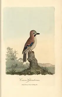 Corvus Prints: Eurasian jay, Corvus glandarius, Garrulus glandarius