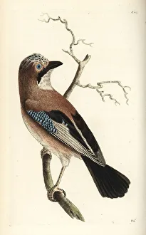 Naturalists Collection: Eurasian jay, Garrulus glandarius