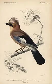 Eurasian jay, Garrulus glandarius