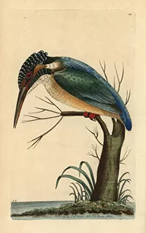 Alcedo Gallery: Eurasian kingfisher, Alcedo atthis