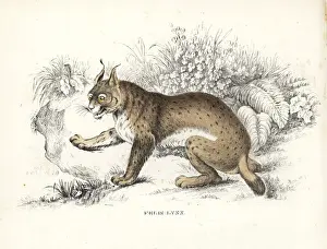 Eurasian lynx, Lynx lynx