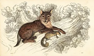 Predator Prints: Eurasian lynx, Lynx lynx