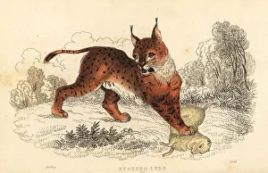 Predator Prints: Eurasian lynx, Lynx lynx