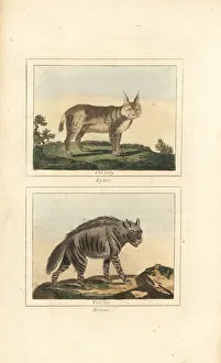James Smith Barr Prints: Eurasian lynx and striped hyena