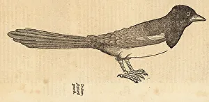 Ornithology Prints: Eurasian magpie or common magpie, Pica pica