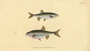 Donovan Prints: Eurasian minnow, Phoxinus phoxinus
