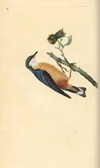 Eurasian nuthatch, Sitta europaea, on a hazelnut tree