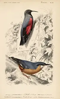 Naturelle Prints: Eurasian nuthatch, Sitta europaea, and wallcreeper