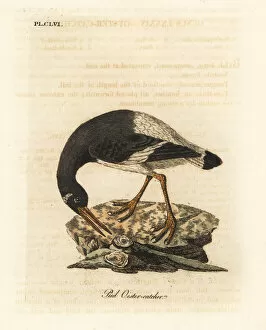 Pied Gallery: Eurasian oystercatcher, Haematopus ostralegus