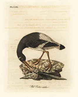 Eurasian Prints: Eurasian oystercatcher, Haematopus ostralegus