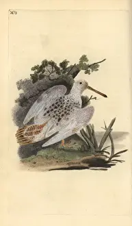 Edwarddonovan Prints: Eurasian pied-white woodcock, Scolopax rusticola