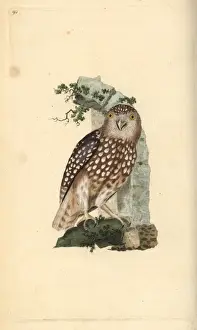 Edwarddonovan Prints: Eurasian Pygmy Owl, Glaucidium passerinum