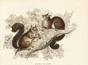 Naturhistorischer Gallery: Eurasian red squirrel, Sciurus vulgaris