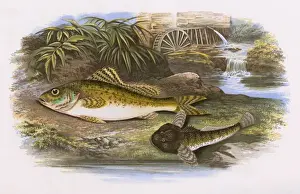 Species Prints: Eurasian Ruffe and Millers Thumb