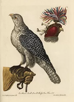 Naturae Collection: Eurasian sparrowhawk, Accipiter nisus