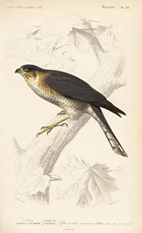 Eurasian sparrowhawk, Accipiter nisus