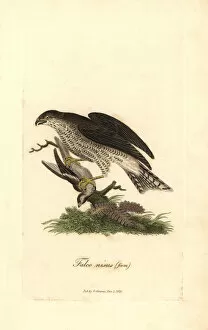 Accipiter Gallery: Eurasian sparrowhawk, Accipiter nisus, female