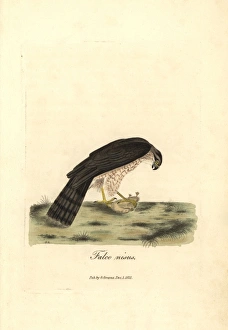 Accipiter Gallery: Eurasian sparrowhawk, Accipiter nisus (male)