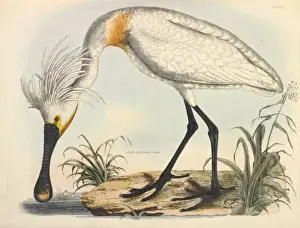 Platalea Prints: Eurasian Spoonbill