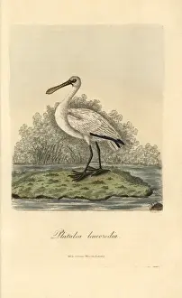Platalea Prints: Eurasian spoonbill, Platalea leucorodia