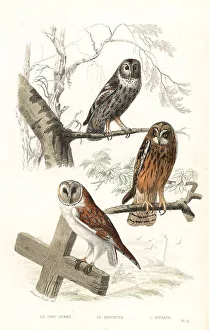 Achille Richard Prints: Eurasian tawny owl, hawk owl and short-eared owl