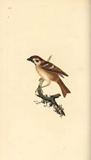 Sparrow Gallery: Eurasian tree sparrow, Passer montanus
