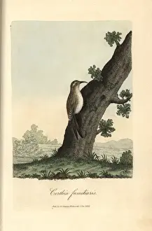 Eurasian treecreeper, Certhia familiaris