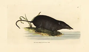 Subjects Gallery: Eurasian water shrew, Neomys fodiens