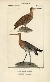 Scolopax Prints: Eurasian woodcock, Scolopax rusticola