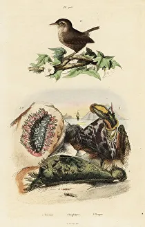 Eurasian wren, Nile topsail, and sea slug