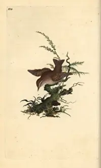 Edwarddonovan Prints: Eurasian wren, Troglodytes troglodytes