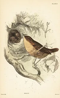 Chicks Prints: Eurasian wren, Troglodytes troglodytes