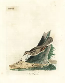 Latham Collection: Eurasian wryneck, Jynx torquilla