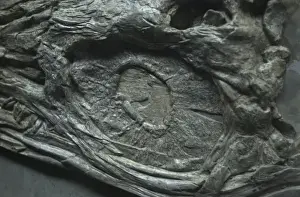 Ichthyosauria Prints: Eurhinosaurus longirostris, ichthyosaur