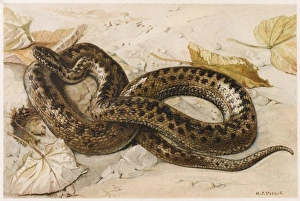 Adder Gallery: European Adder