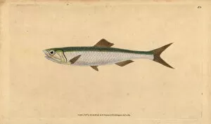 Anchovy Gallery: European anchovy, Engraulis encrasicolus