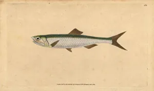 Anchovy Gallery: European anchovy, Engraulis encrasicolus
