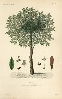 Agricoles Gallery: European ash tree, Fraxinus excelsior