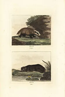 Otter Prints: European badger and Eurasian otter