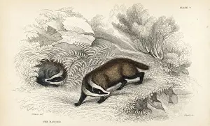 Meles Prints: European badger, Meles meles