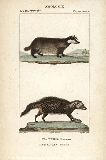 European badger, Meles meles, and civet, Civettictis civetta European badger, Meles meles, and civet, Civettictis civetta