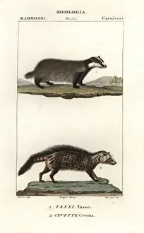 European badger, Meles meles, and civet, Civettictis